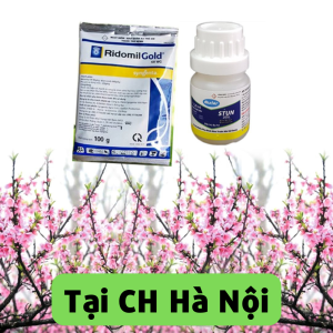 Combo phòng trừ rệp và bệnh xì mủ trên đào - Tại CH Hà Nội